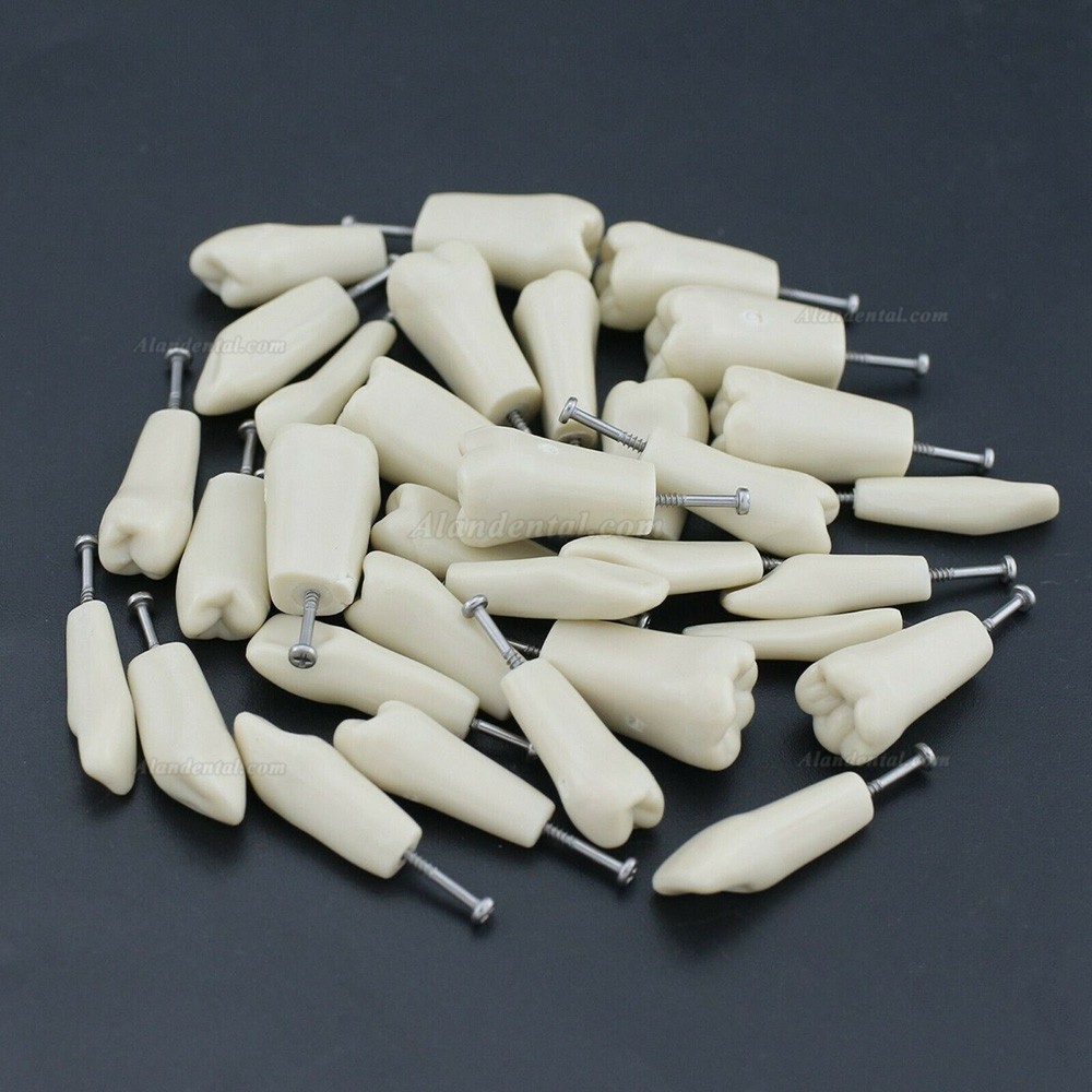 Dental Typodont M8023 32Pcs Replacement Teeth Compatible Columbia 860